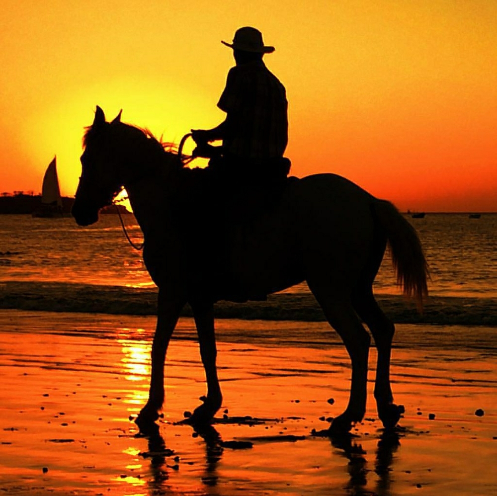 Iso horse tack and clothing